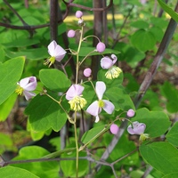 Thalictrum rochebrunianum var. grandisepalum